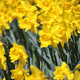 A field of yellow daffodils aka jonquils or narcissus  - PhotoDune Item for Sale