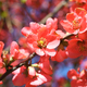 Orange flowering quince bush in the spring - nature background - PhotoDune Item for Sale