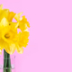Bouquet Of Yellow Daffodils Flowers, Easter Bells In Vase On Pink Background - PhotoDune Item for Sale