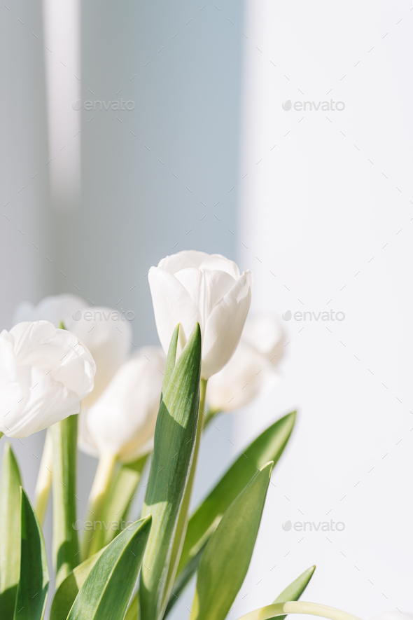 Bouquet of white tulips on the window - Stock Photo - Images