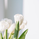 Bouquet of white tulips on the window - PhotoDune Item for Sale