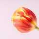 Red-yellow tulip in dew drops close-up against a pink background - PhotoDune Item for Sale
