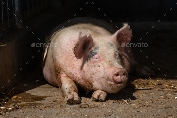 Pig laying on a cement pad in his pen on an Ag Farm - Stock Photo - Images