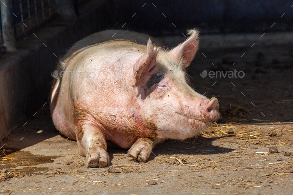 Pig laying on a cement pad in his pen on an Ag Farm - Stock Photo - Images