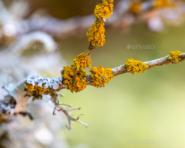 Bright Yellow Fungus, Lichen growing on a tree branch against a green background - Stock Photo - Images