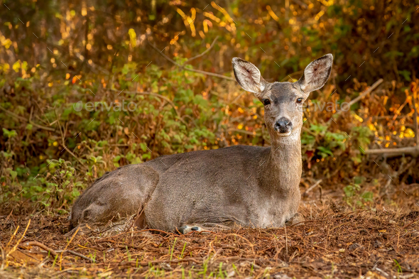 A Doe Deer bedding down in Fall Foliage Resting under yellow and green - Stock Photo - Images