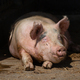 Pig laying on a cement pad in his pen on an Ag Farm - PhotoDune Item for Sale