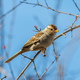 White Crown Sparrow sitting on a tree branch against a bright Blue Sky - PhotoDune Item for Sale