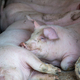 Several Pigs laying close together in their pen on a cold day sleeping - PhotoDune Item for Sale