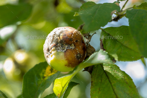Apple moniliasis. The apple rot on the tree. Fruit rot of the apple tree. Diseases of fruit trees. - Stock Photo - Images