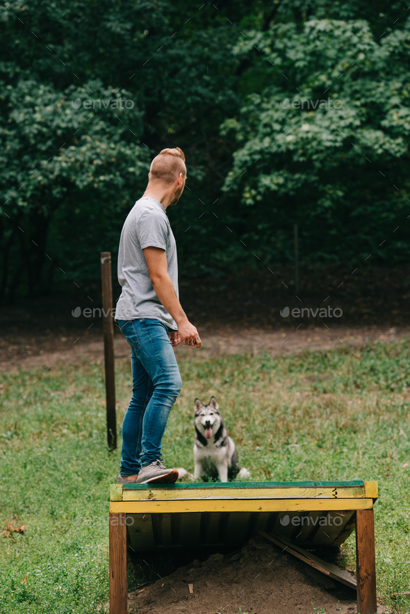 cynologist with siberian husky on dog walk obstacle in obedience class