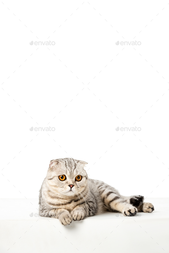 British clearance shorthair striped