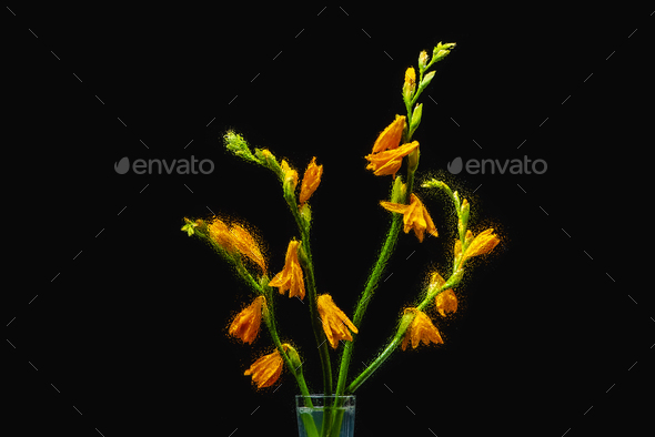 beautiful wet orange lilies in transparent vase isolated on black background