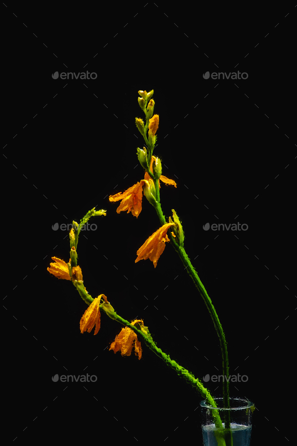 wet orange lily flowers and buds on green stems in transparent vase isolated on black