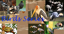 Bird Series Collection