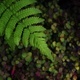 Close-up view of the green fern leaf - PhotoDune Item for Sale