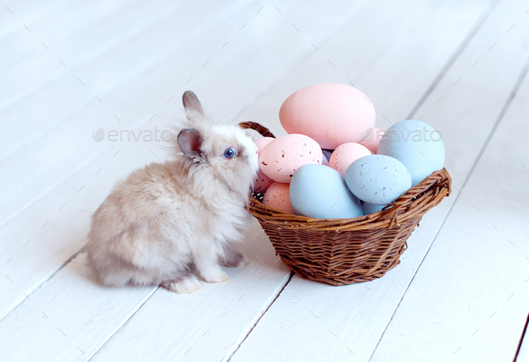 grey Easter bunny rabbit with basket and painted eggs on white background - Stock Photo - Images