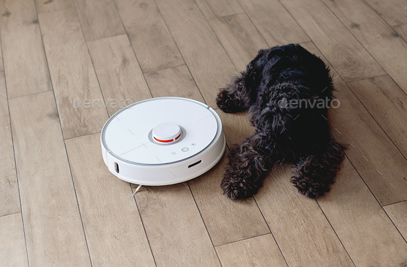 Bored Black Schnauzer dog is lying next to the robotic vacuum cleaner on the floor. - Stock Photo - Images