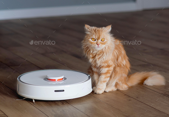 Robotic vacuum cleaner on the floor with a surprised ginger cat - Stock Photo - Images