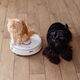 Dog and cat playing together at home while robotic vacuum cleaner cleaning the room - PhotoDune Item for Sale