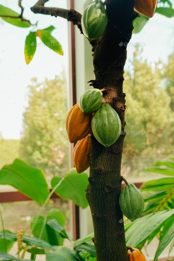 Cacao Tree (Theobroma cacao).  Cacao harvesting theme. Orange color cocoa pods hanging on tree - Stock Photo - Images