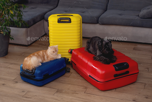 travel concept. dog and cat sitting in suitcase - Stock Photo - Images