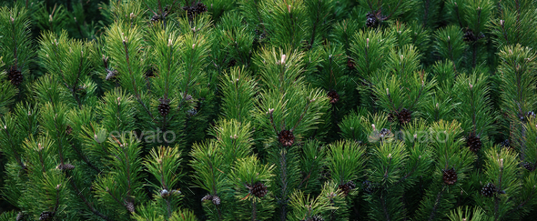 Dark green pine tree branches wide background, Scrub mountain pine closeup - Stock Photo - Images