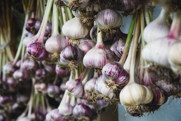 Harvested garlic hanging in bunches to dry before storing - Stock Photo - Images