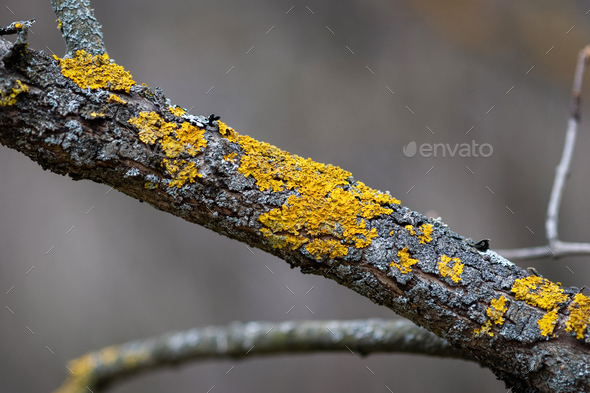 Yellow tree lichen on old fruit tree trunk, closeup - Stock Photo - Images