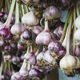 Harvested garlic hanging in bunches to dry before storing - PhotoDune Item for Sale