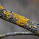 Yellow tree lichen on old fruit tree trunk, closeup - PhotoDune Item for Sale