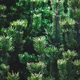 Shrub mountain pine tree - Pinus mugo, closeup - PhotoDune Item for Sale