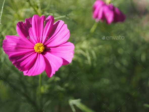 pink, flower, floral, nature, cosmos, blossom, beautiful, plant ...