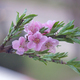 A branch of Japanese cherry blossom - PhotoDune Item for Sale