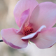 Magnolia flower - close up view - PhotoDune Item for Sale