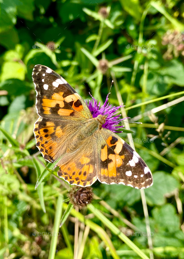 Painted Lady Butterfly - Stock Photo - Images