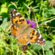 Painted Lady Butterfly - PhotoDune Item for Sale