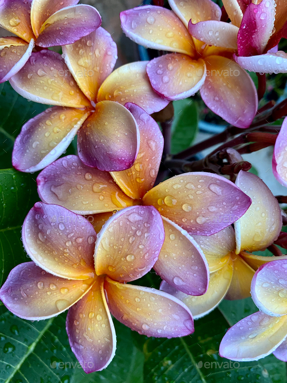 Frangipani Flowers in the Rain - Stock Photo - Images