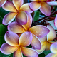 Frangipani Flowers in the Rain - PhotoDune Item for Sale