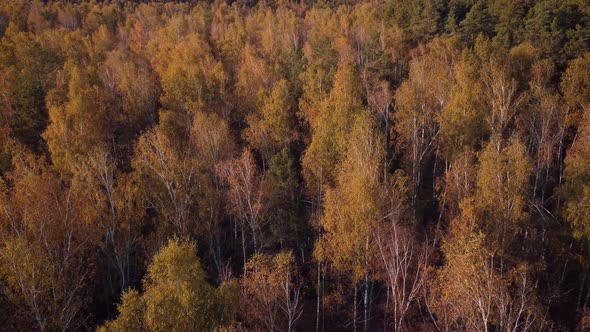 Drone video of birch trees in Autumn