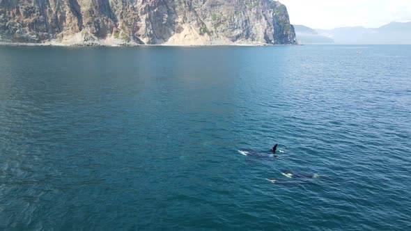 killer whales float to the surface of the ocean