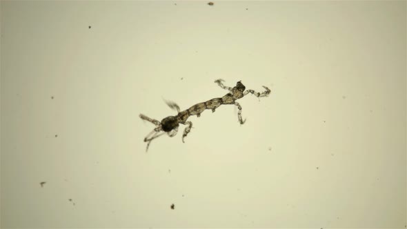 Plankton Isoplankton of the Black Sea Under the Microscope. Skeletal Shrimp or Sea Goats alt