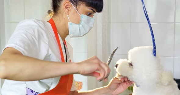 Dog grooming in salon. Professional dog groomer. Beautiful young woman making hairstyle for dog alt