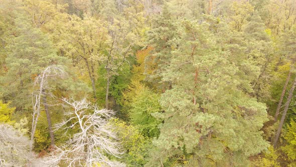 Autumn Forest with Trees By Day alt
