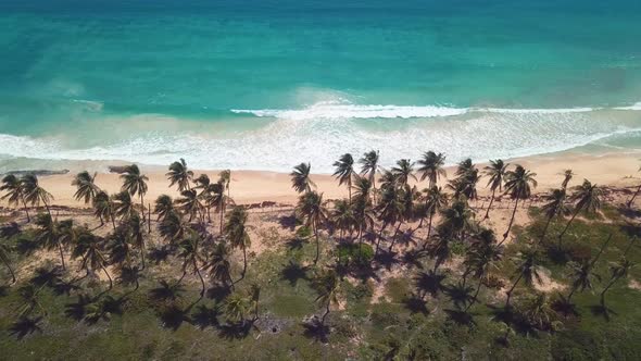 4k 24fps Dron Shoot In The Caribbean Beach With Pamlstree With Waves In The Sea 3 alt