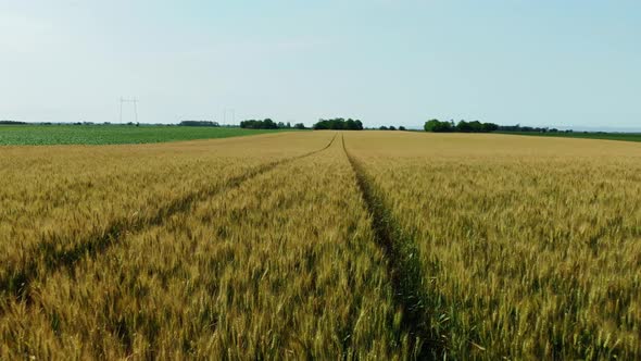 Wheath Field Backwards