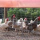 Domestic chickens of different colors are in the chicken coop behind the fence - VideoHive Item for Sale