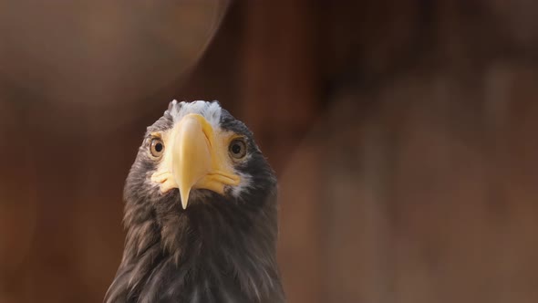 Macro Filming of Observing Surrounding Hunter Falcon Bird While Sitting on Tree alt