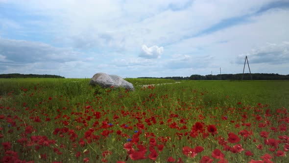 Red poppies on a green agricultural field.