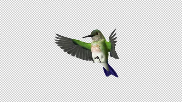 Sunangel Hummingbird - Feeding Loop - Side Angle CU - Alpha Channel